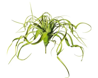 Produktbild von Kunstpflanze Tillandsienhänger Höhe: 70 cm grün
