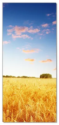 Produktbild von Wallario selbstklebende Türtapete 100 x 220 cm - Weizenfeld unter blauem Himmel - Abwischbar, rückstandsfrei zu entfernen