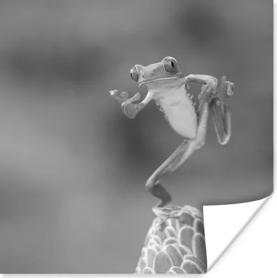 Produktbild von MuchoWow® Poster Der rotäugige Laubfrosch in Costa Rica in schwarz-weiß 75x75 cm - Wand Dekoration