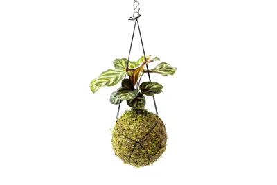 Obrázok produktu pre Gardners Kokedama Calathea Makoyana (M)