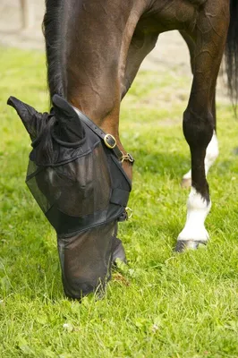 Produktbild von Antifliegenmaske, feiner Netzstoff Pferd Fliegenschutz Fliegenmaske, Größe:Pony