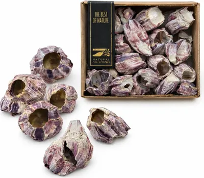 Productafbeelding van Best of Nature - Natuurlijke Barnacles ±400 gram – Zeepokken – Decoratie, Aquarium & Terrarium – Elk Exemplaar Uniek