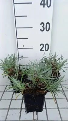 Immagine prodotto di 6 x Dianthus (p) 'Ine' - Garofano - Vaso 9 x 9 cm
