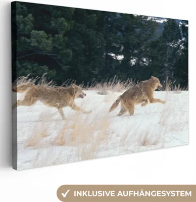 Produktbild von OneMillionCanvasses® - Leinwandbilder - 150x100 cm, Wolf - Baum - Tiere, Wandbilder Kunstdruck Wanddekoration
