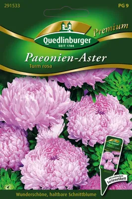 Artikelbild 1 von 'Paeonien-Astern Turm rosa von Quedlinburger Saatgut'