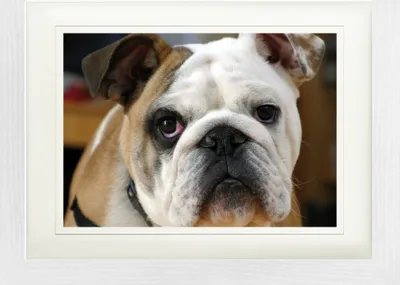 Produktbild von Hunde Gerahmtes Bild Mit Edlem Passepartout | Wand-Bilder | Im Bilderrahmen - Junge Englische Bulldogge (30 x 40 cm)