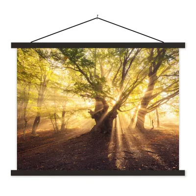 Produktbild von MuchoWow® Textilposter Baum - Wald - Sonne 150x113 cm mit holzfarbenen Rahmen - Poster