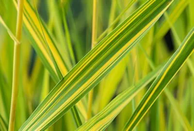 Obrázok produktu pre 6 x Phragmites austr. 'Variegatus' - Pestrofarebný ostrica - kvetináč 9 x 9 cm