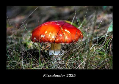 Produktbild von Pilzkalender 2025 Fotokalender DIN A3