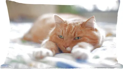 Produktbild von MuchoWow® Zierkissen Sofakissen Wohnzimmer Dekokissen 50x30 cm Katze - Bett - Tagesdecke - Mädchen - Kinder - Kinder - Kind - Wohnzimmerdekoration - Polster mit Photo