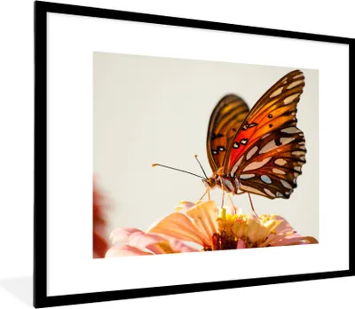 Produktbild von MuchoWow® Gerahmtes Poster Schmetterling - Orange - Blume - Insekten 80x60 cm - Poster mit Schwarzem Bilderrahmen Wandposter Rahmen Foto Bilder - Schlafzimmer-Dekorationen - Fotoposter
