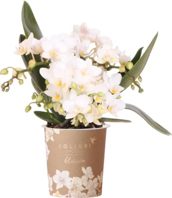 Produktbild von Weiße Phalaenopsis Orchidee Nazaré – Ø9cm – Elegante Zimmerpflanze – Pflegeleicht & Blühfreudig – Ideal für Küche, Wohnzimmer & Büro