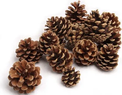 Produktbild von Schwarzkiefer-Zapfen, Größe ca. 5-6cm, 1kg | Pinus nigra