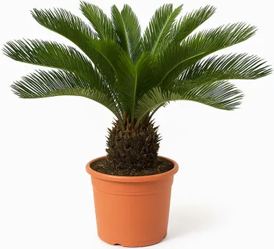 Produktbild von Trendyplants - Cycas Revoluta - Japanische Sago-Palme - Gartenpflanze - Höhe 60-80 cm - Topfgröße Ø24cm
