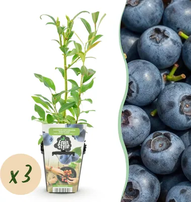 Image de Myrtille - Vaccinium corymbossum Northland - Rustique - 3 Plantes - 15-25cm - Ø9cm - Plante de jardin
