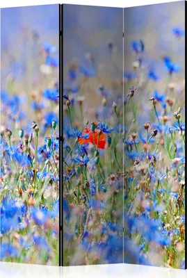 Produktbild von 3-teiliger Doppelseitiger Vlies Paravent - A sky-colored meadow - cornflowers 135x172 cm Blumen b-C-0455-z-b