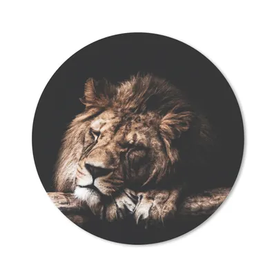 Produktbild von MuchoWow® Mauspad Mousepad Löwe - Baum - Schlaf 50x50 cm - Mousepads - Maus Mat - Pad - Mausunterlage - Vinyl