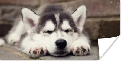 Produktbild von MuchoWow® Poster Husky-Welpe schläft 160x80 cm - Foto Poster