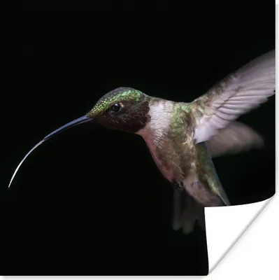 Produktbild von MuchoWow® Poster Kolibri - Vogel - Federn 75x75 cm - Wand Dekoration