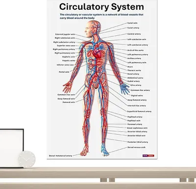 Productafbeelding van Anatomie Poster Set - Zenuwstelsel Posters - Onderwijs en Studie - 16 Delige Uitgebreide Weergave - 26 x 20.8 cm