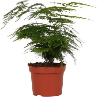 Image de Plante d'intérieur « Asperge » Ø12cm Ø35cm - Plante verte facile d'entretien