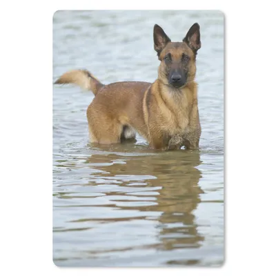 Produktbild von MuchoWow® Mauspad Mousepad Ein Malinois-Schäferhund spielt in einem See 18x27 cm - Mousepads - Maus Mat - Pad - Mausunterlage