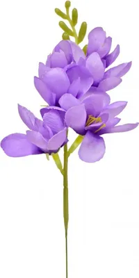 Image de 4 fleurs de freesia de 26 cm | WYR03359