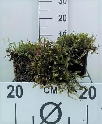 Productafbeelding van 6 x *Leptinella squalida* (voorheen *Cotula squalida*) - Fiederpolster - Pot van 9 x 9 cm