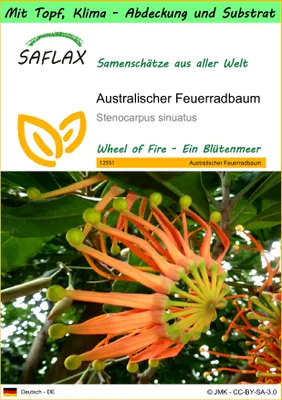 Produktbild von SAFLAX Garden to go - Australischer Feuerradbaum - Stenocarpus sinuatus - 20 Samen - Mit Topf, Klima - Deckel und Anzuchtsubstrat