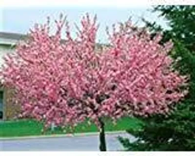 Produktbild von Japanische Nelkenkirsche - Sorte: Prunus serrulata Kanzan, Zierkirsche - Stämmchen