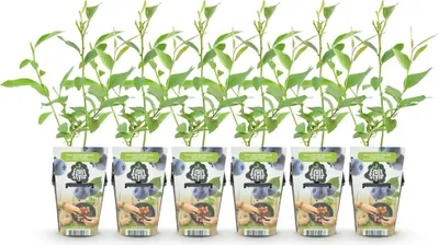 Image de Green boutiQ - Plantes fruitières - Myrtille - Vaccinium corymbossum Goldtraube - Rustique - 6 plants - Pot de 9 cm - Myrtille