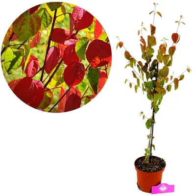 A potted tree with red and green leaves, shown next to a close-up of its foliage.