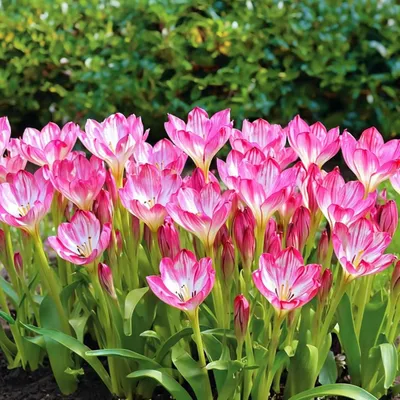Productafbeelding van Tijdloze Colchicum Giant - Winterharde bloembollen - 3 bollen - Bloeit in de herfst, meerjarig - Echte planten uit Nederland - geschikt voor tuin en gazon (geen zaden, niet kunstmatig)