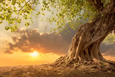 Produktbild von Papermoon VLIES Fototapete, Digitaldruck,  Alter Baum im Sonnenuntergang (697)