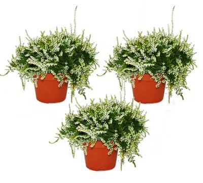 Produktbild von Hängende Calluna Set mit 3 Pflanzen hängende Besenheide Heidepflanze winterhart 12cm Topf weiss
