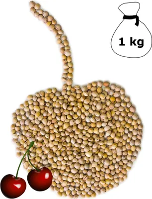 Produktbild von Kirschkerne lose für Wärmekissen Kirschkernkissen 1 kg Kissen Waermekissen Baby Füllung Körnerkissen Kerne Koernerkissen Füllmaterial Kirschkern DML