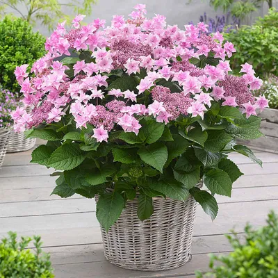 Produktbild von Bakker.com - Bauernhortensie 'Doppio Rosa', Der topf / 1.5L / Lieferhöhe 20-25cm