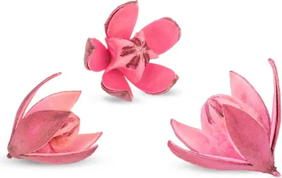 Produktbild von Wildlilie rosa ca. 6cm | Soymida febrifuga