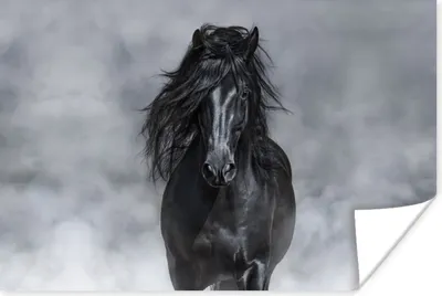 Produktbild von MuchoWow® Poster Pferd - Schwarz - Smoke 120x80 cm - Bilder