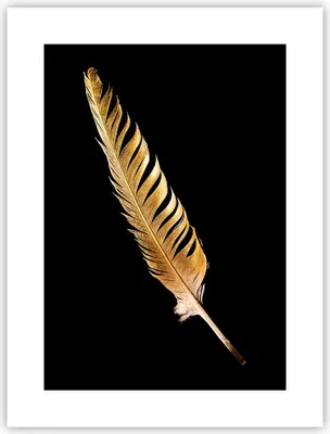 Produktbild von Poster - Poster ohne Rahmen - Golden Feder Schwarz - 30x40 cm - Wand Bild - Wanddeko - Wandbilder - Kunstposter - Wandposter - Bilder - Kunstdruck - Wanddekoration - Wandbild - P2XPA30x40-4887