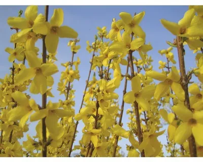 Produktbild von Goldglöckchen FloraSelf Forsythia intermedia 'Mikador' H 40 cm Co 4,5 L