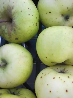 Produktbild von Malus Champagner Renette - Apfel Champagner Renette