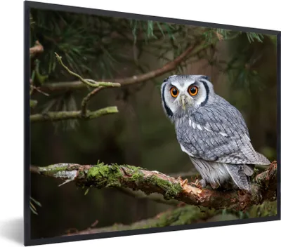 Produktbild von MuchoWow® Gerahmtes Poster Eule - Vogel - Äste - Natur 80x60 cm - Poster mit Schwarzem Bilderrahmen Wandposter Rahmen Foto Bilder - Schwarzem - Mit Gestell