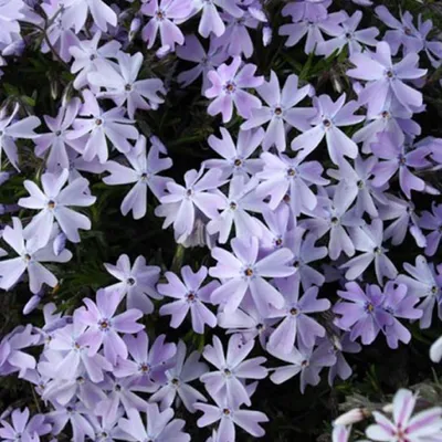 Produktbild von 6 x Teppich Flammenblume  - Phlox subulata 'Emerald Cushion Blue'  | Topf 9cm x 9cm