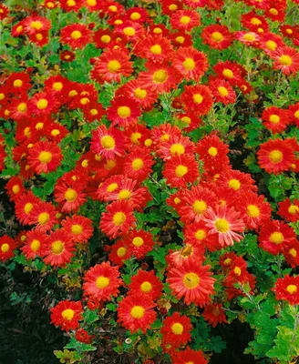 Produktbild von Chrysanthemum x hort.'Fellbacher Wein', rot, ca. 9x9 cm Topf