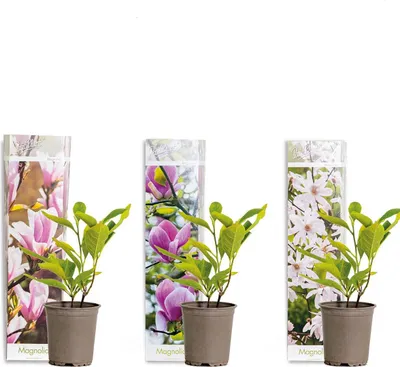 Produktbild von 3x Magnolien Mix – Biberbaum – Strauch – Pflegefreundlich – ⌀09 cm – ↕20-25 cm