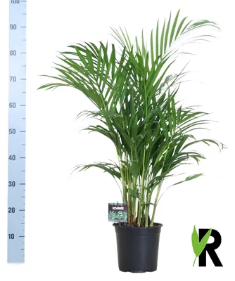 Image de Dypsis Lutescens - Palmier Areca - 90-100cm - Ø19cm - Plante d'intérieur - Vert persistant