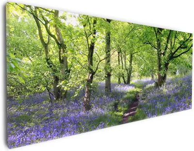 Produktbild von Wallario Premium Leinwandbild Blaues Hasenglöckchen im Wald in Größe 30 x 75 cm