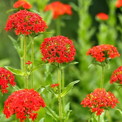 Obrázok produktu pre 6 x Brennende Liebe - Lychnis chalcedonica | Topf 9cm x 9cm