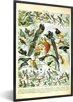 Produktbild von MuchoWow® Gerahmtes Poster Vögel - Natur - Tiere 60x90 cm - Poster mit Schwarzem Bilderrahmen Wandposter Rahmen Foto Bilder - Kunst